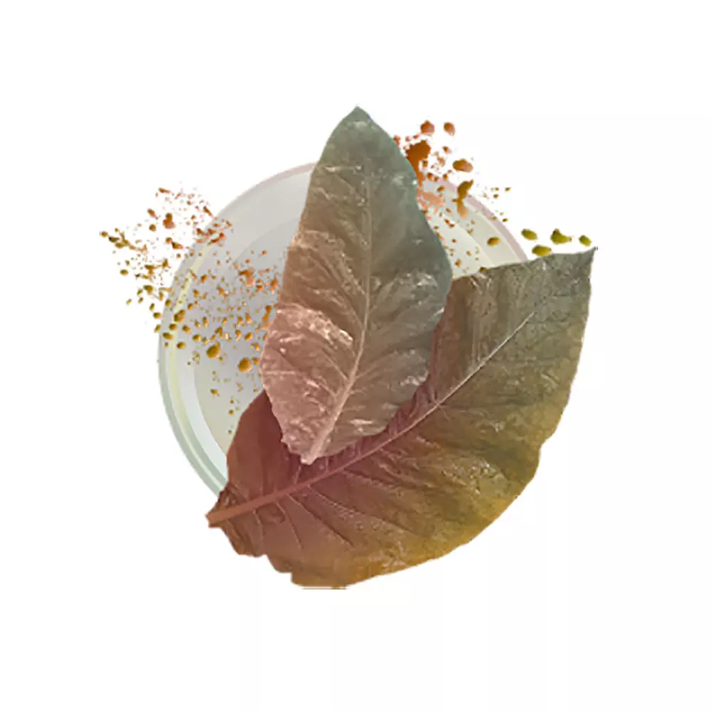 Neo Demi - Golden Tobacco (10 packs)